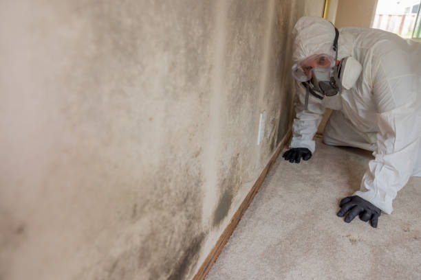 Best Mold Damage Restoration  in Fest Grove, OR